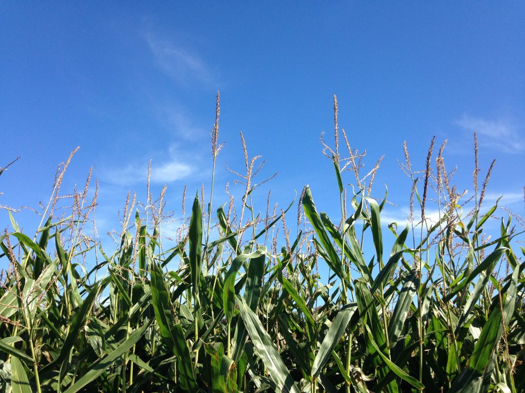 Cornfields Under Blue Skies