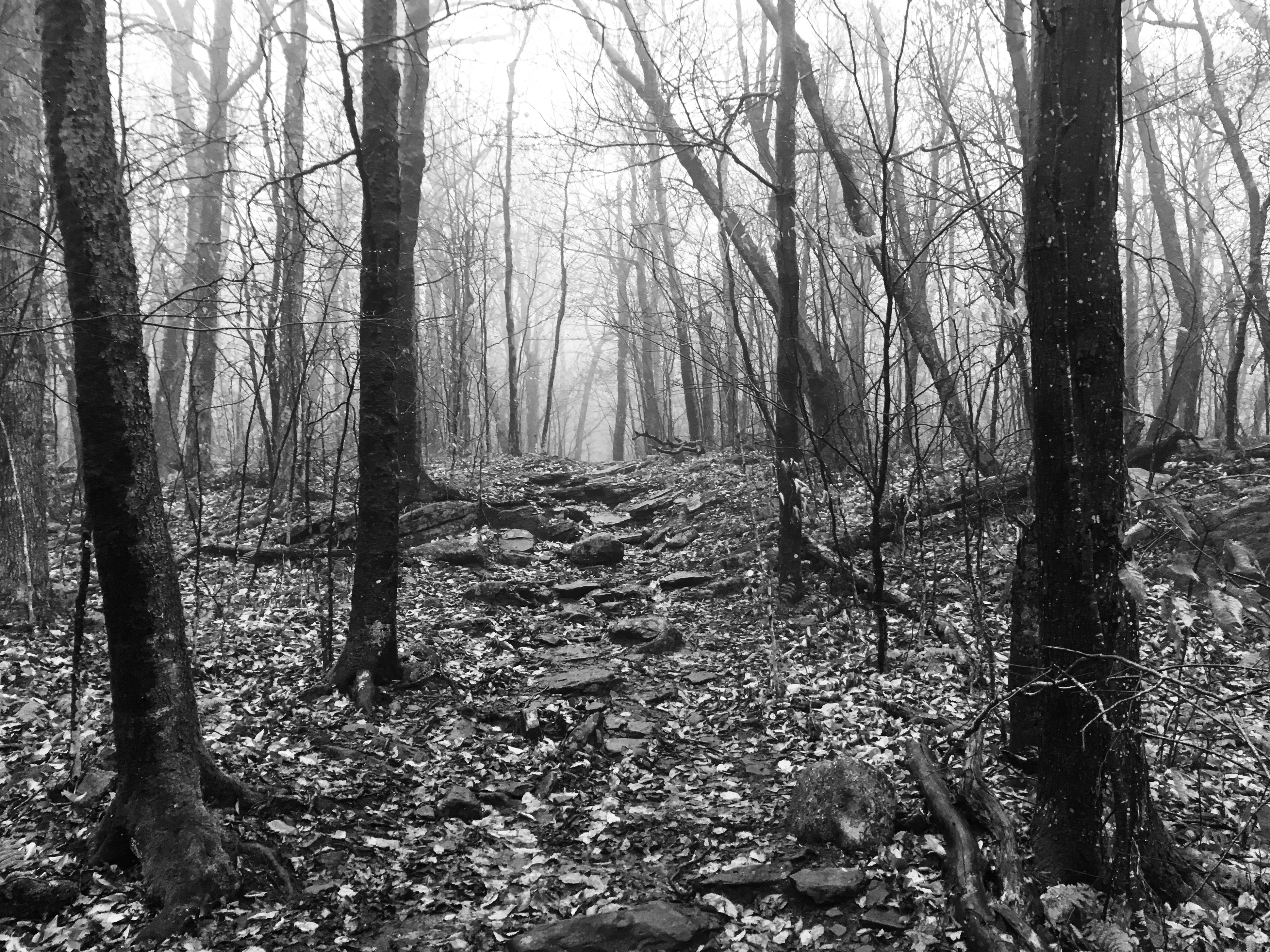 fog covered trail in the woods