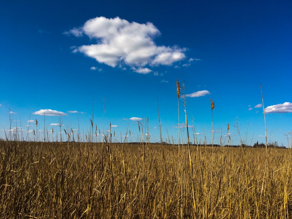 marshland with blue sky backdrop