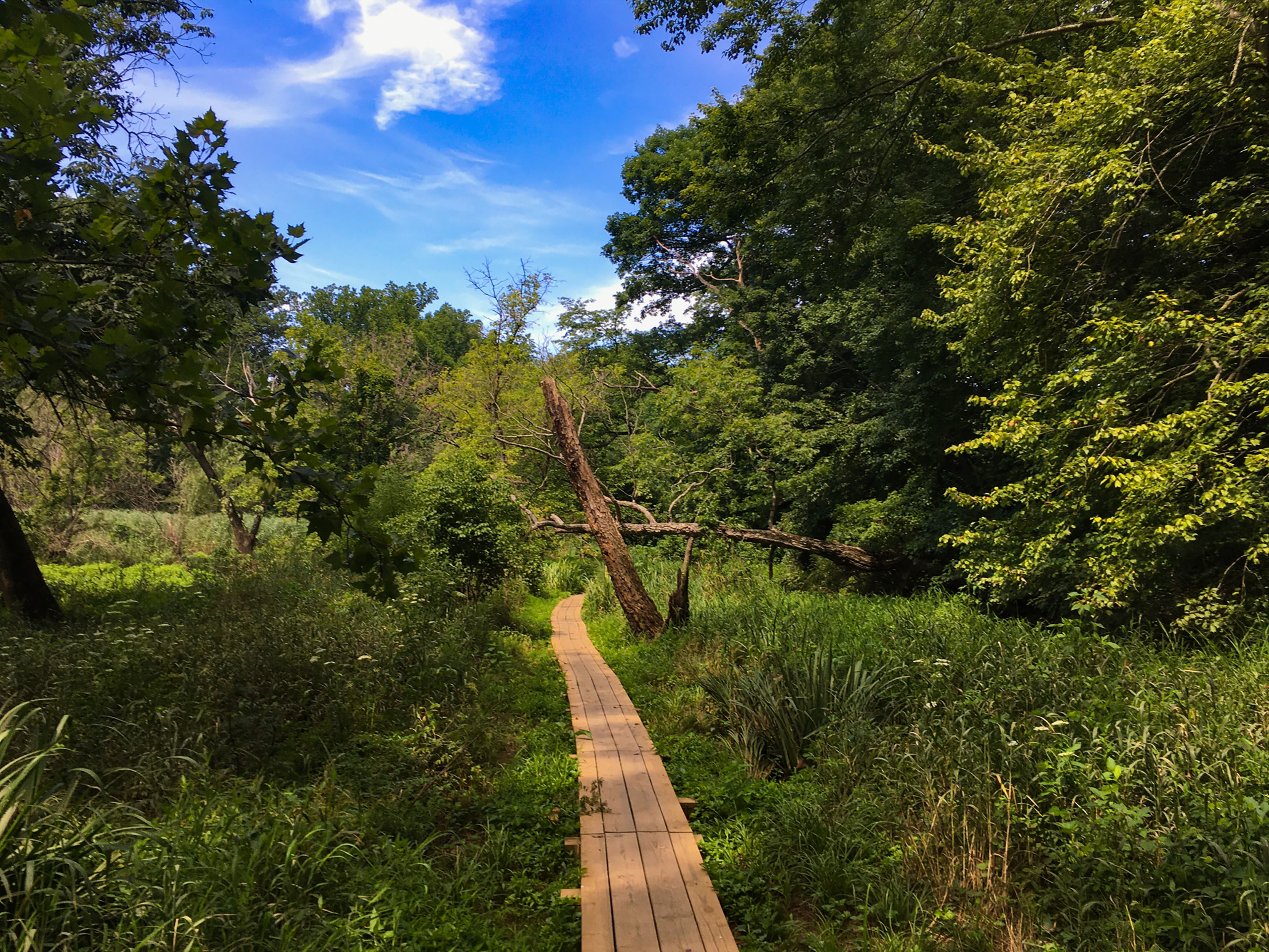 picture of a boardwalk trail through woods with a blue sky